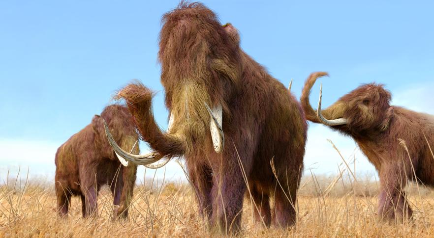 El mamut lanudo podría revivir dentro de 4 años